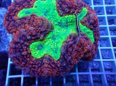 画像2: No.10 オーストラリア産 ハナガタサンゴ　メタリックツートン (2)