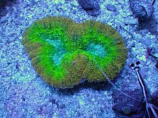 画像1: No.11 オーストラリア産 ハナガタサンゴ　マルチカラー (1)