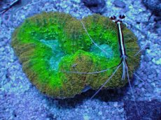 画像2: No.11 オーストラリア産 ハナガタサンゴ　マルチカラー (2)