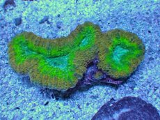 画像1: No.12 オーストラリア産 ハナガタサンゴ　マルチカラー (1)