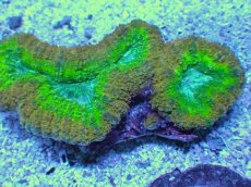 画像2: No.12 オーストラリア産 ハナガタサンゴ　マルチカラー (2)