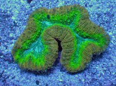 画像1: No.13 オーストラリア産 ハナガタサンゴ　マルチカラー (1)