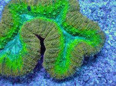 画像2: No.13 オーストラリア産 ハナガタサンゴ　マルチカラー (2)