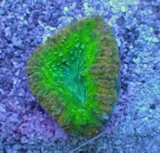 画像1: No.14 オーストラリア産 ハナガタサンゴ　マルチカラー (1)