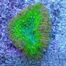 画像2: No.14 オーストラリア産 ハナガタサンゴ　マルチカラー (2)