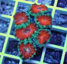 画像1: No.24 オーストラリア産 カクオオトゲキクメイシ (1)