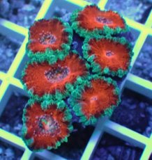 画像2: No.24 オーストラリア産 カクオオトゲキクメイシ (2)