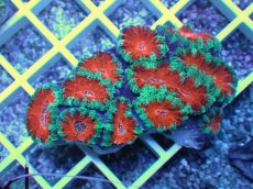 画像1: No.25 オーストラリア産 カクオオトゲキクメイシ (1)