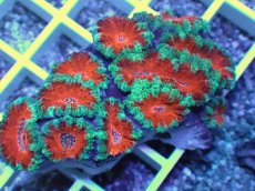 画像2: No.25 オーストラリア産 カクオオトゲキクメイシ (2)