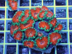 画像1: No.26 オーストラリア産 カクオオトゲキクメイシ (1)