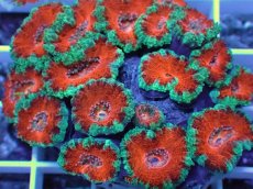 画像2: No.26 オーストラリア産 カクオオトゲキクメイシ (2)