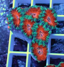 画像1: No.27 オーストラリア産 カクオオトゲキクメイシ (1)