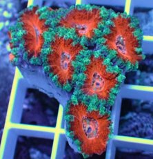 画像2: No.27 オーストラリア産 カクオオトゲキクメイシ (2)