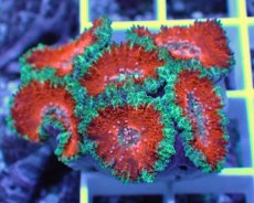 画像2: No.28 オーストラリア産 カクオオトゲキクメイシ (2)