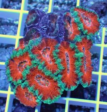 画像1: No.29 オーストラリア産 カクオオトゲキクメイシ (1)