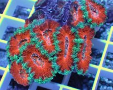 画像2: No.29 オーストラリア産 カクオオトゲキクメイシ (2)