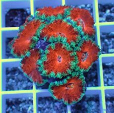 画像1: No.30 オーストラリア産 カクオオトゲキクメイシ (1)