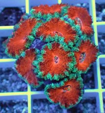 画像2: No.30 オーストラリア産 カクオオトゲキクメイシ (2)