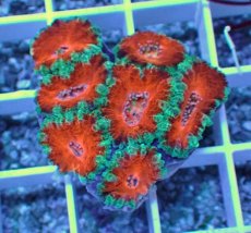 画像1: No.31 オーストラリア産 カクオオトゲキクメイシ (1)