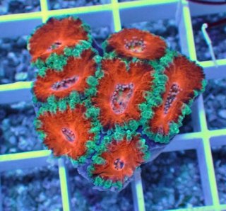 No.1 フィジー産 オオバナサンゴ スーパーグリーンを買うならアクア