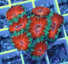 画像2: No.31 オーストラリア産 カクオオトゲキクメイシ (2)