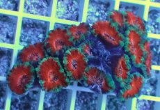 画像1: No.32 オーストラリア産 カクオオトゲキクメイシ (1)