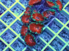 画像2: No.32 オーストラリア産 カクオオトゲキクメイシ (2)