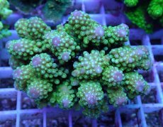 画像1: No.104 浅場ミドリイシ (1)