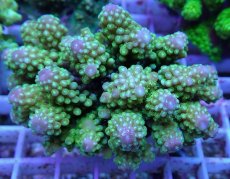 画像2: No.104 浅場ミドリイシ (2)