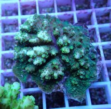 画像1: No.105 浅場ミドリイシ (1)