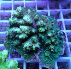 画像2: No.105 浅場ミドリイシ (2)