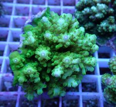 画像1: No.106 浅場ミドリイシ (1)