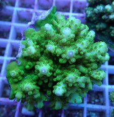 画像2: No.106 浅場ミドリイシ (2)