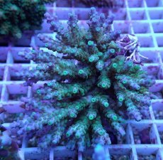 画像1: No.108 深場ミドリイシ (1)