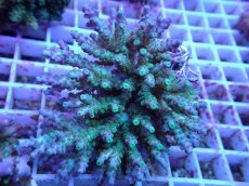 画像2: No.108 深場ミドリイシ (2)