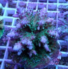 画像1: No.109 浅場ミドリイシ (1)