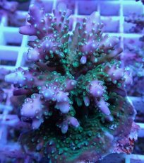 画像2: No.109 浅場ミドリイシ (2)