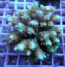 画像1: No.110 浅場ミドリイシ (1)