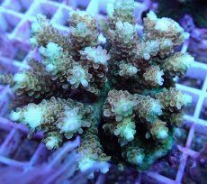 画像2: No.110 浅場ミドリイシ (2)