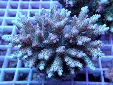 画像1: No.111 浅場ミドリイシ (1)