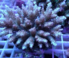 画像2: No.111 浅場ミドリイシ (2)