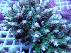 画像2: No.112 浅場ミドリイシ (2)