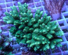 画像1: No.113 浅場ミドリイシ (1)