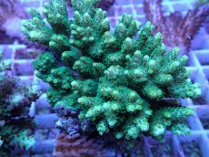 画像2: No.113 浅場ミドリイシ (2)