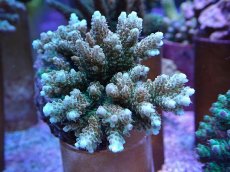 画像1: No.114 浅場ミドリイシ (1)