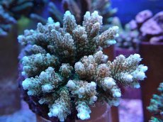 画像2: No.114 浅場ミドリイシ (2)