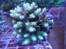 画像1: No.115 浅場ミドリイシ (1)