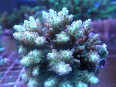 画像2: No.115 浅場ミドリイシ (2)