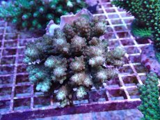 画像1: No.116 浅場ミドリイシ (1)