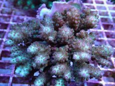 画像2: No.116 浅場ミドリイシ (2)